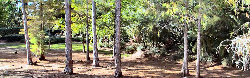 Soothing view into a preserve.