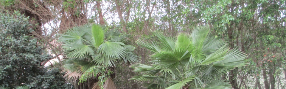 Soothing view into a preserve.